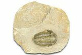 Detailed Gerastos Trilobite Fossil - Morocco #363932-3
